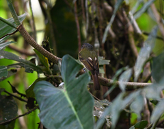 Leptopogon rufipectus