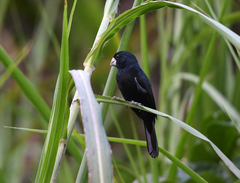 Sporophila crassirostris