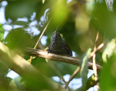 Pheugopedius sclateri columbianus
