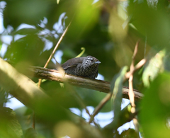 Pheugopedius sclateri columbianus