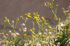 Senecio spanomerus