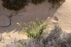Senecio spanomerus