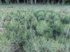 Baccharis notosergila