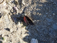 Brachidontes rodriguezii