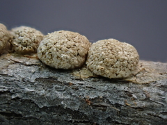 Polyschismium chailletii