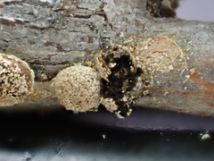 Polyschismium chailletii