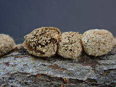 Polyschismium chailletii