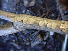 Polyschismium chailletii