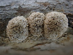 Polyschismium chailletii