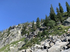 Polyschismium chailletii