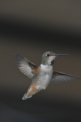 Selasphorus sasin sedentarius