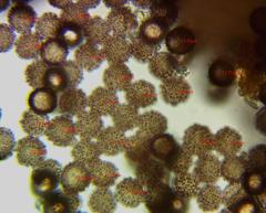 Polyschismium chailletii