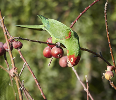 Psittacara erythrogenys
