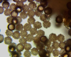 Polyschismium chailletii