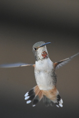 Selasphorus sasin sedentarius