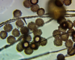 Polyschismium chailletii