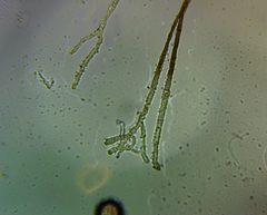 Polyschismium chailletii