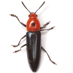 Languria bicolor