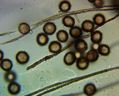 Polyschismium chailletii