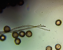 Polyschismium chailletii