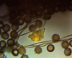 Polyschismium chailletii