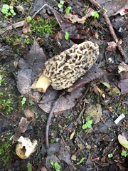 Morchella