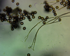 Polyschismium chailletii