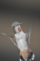 Selasphorus sasin sedentarius