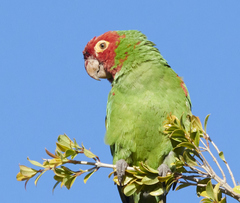 Psittacara erythrogenys