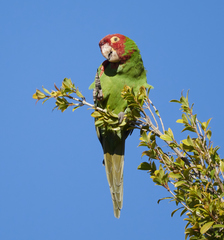 Psittacara erythrogenys