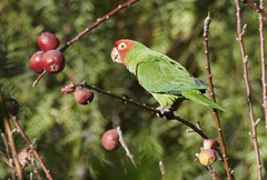 Psittacara erythrogenys