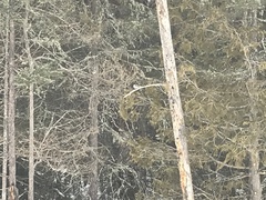 Poecile hudsonicus