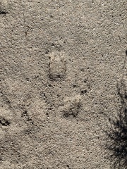 Odocoileus hemionus californicus