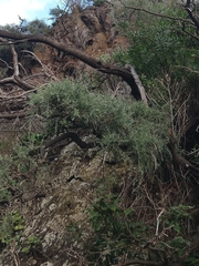 Genista tenera