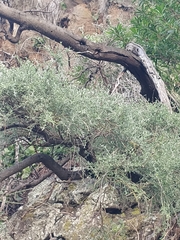 Genista tenera