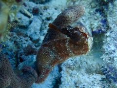 Hippocampus reidi