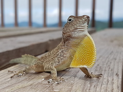 Anolis cristatellus cristatellus