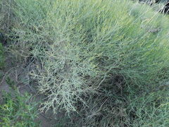 Baccharis notosergila