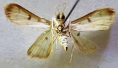 Lygropia plumbicostalis