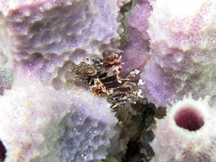 Dendrochirus brachypterus