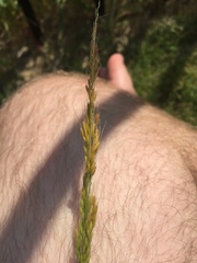 Limnodea arkansana