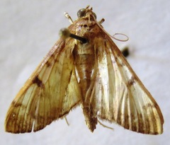 Lygropia plumbicostalis