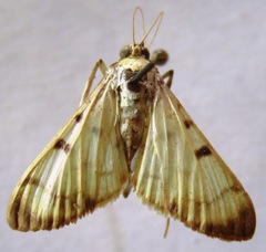 Lygropia plumbicostalis