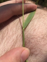 Limnodea arkansana