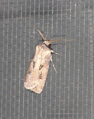 Agrotis interjectionis