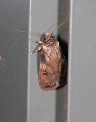 Agrotis poliotis