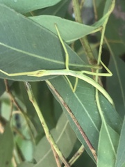 Didymuria violescens