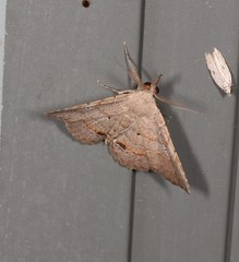 Heterormista modesta