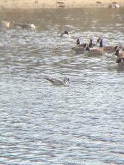 Larus delawarensis