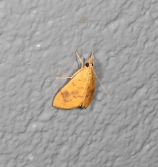 Hyalobathra brevialis